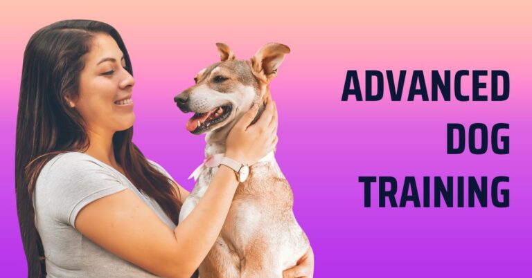 Advanced Obedience Training