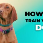 Basic Obedience Training