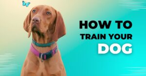 Basic Obedience Training