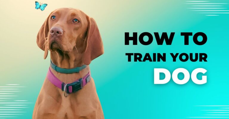 Basic Obedience Training