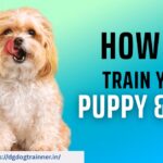 Dog Training Service in Noida
