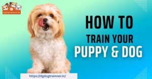 Dog Training Service in Noida