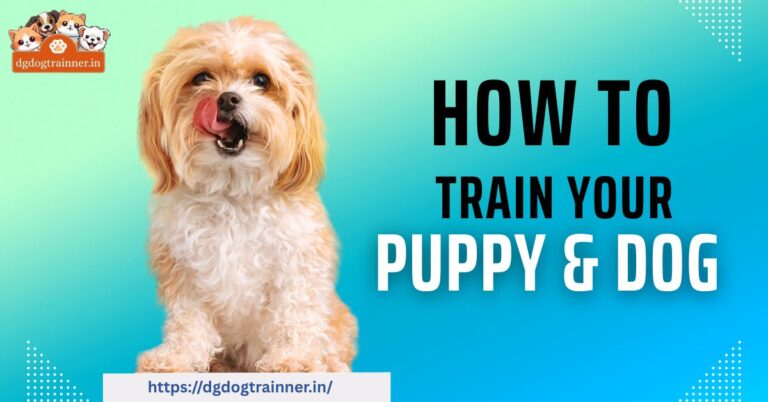 Dog Training Service in Noida