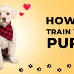 Puppy Training Services