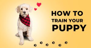 Puppy Training Services