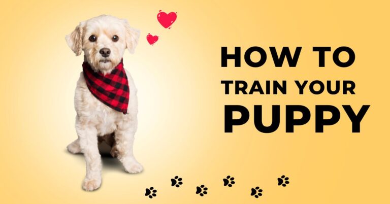 Puppy Training Services