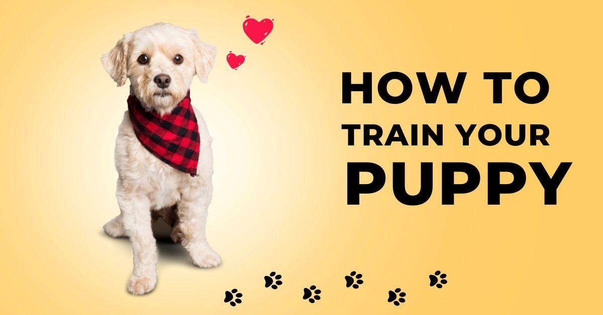 Puppy Training Services