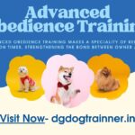 Advanced Obedience Training in Noida