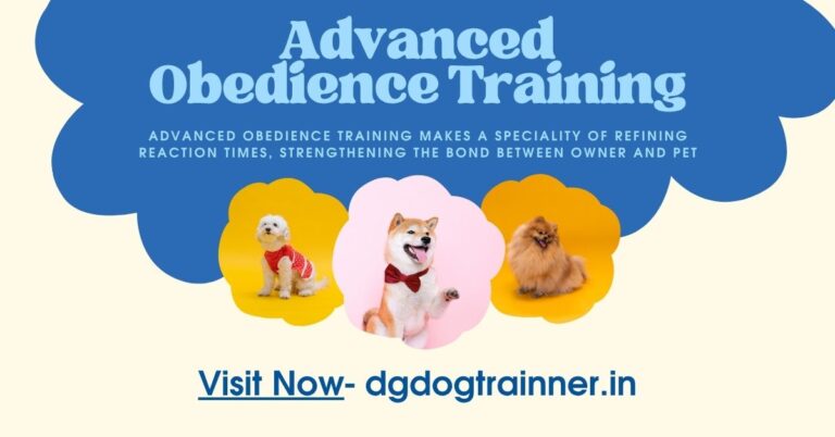 Advanced Obedience Training in Noida