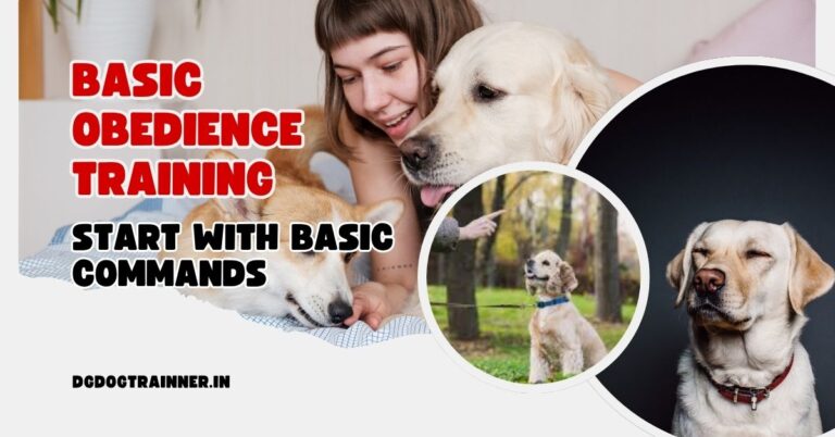 Basic Obedience Training in Noida