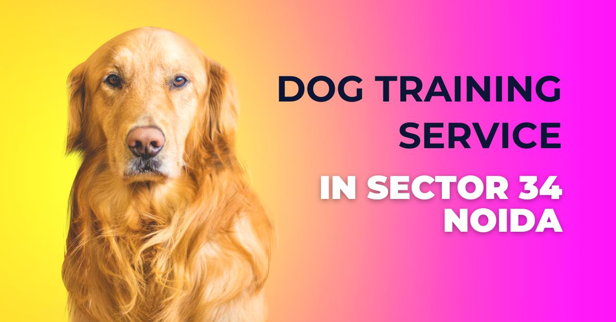 Dog Training Service In Sector 34 Noida
