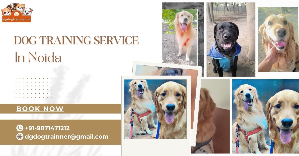 Dog Training Service Near Me