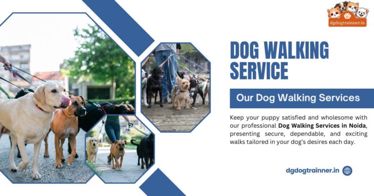 Dog Walking Service