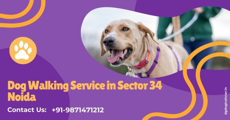 Dog Walking Service in Sector 34 Noida