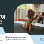 Puppy Training Service