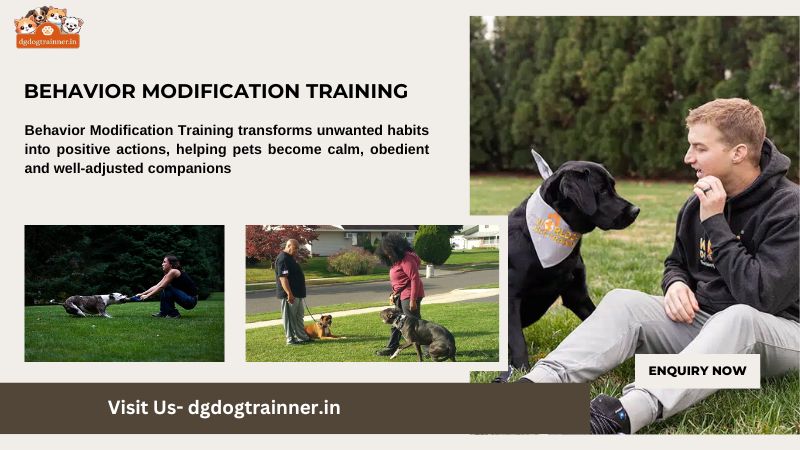 Behavior Modification Training Service