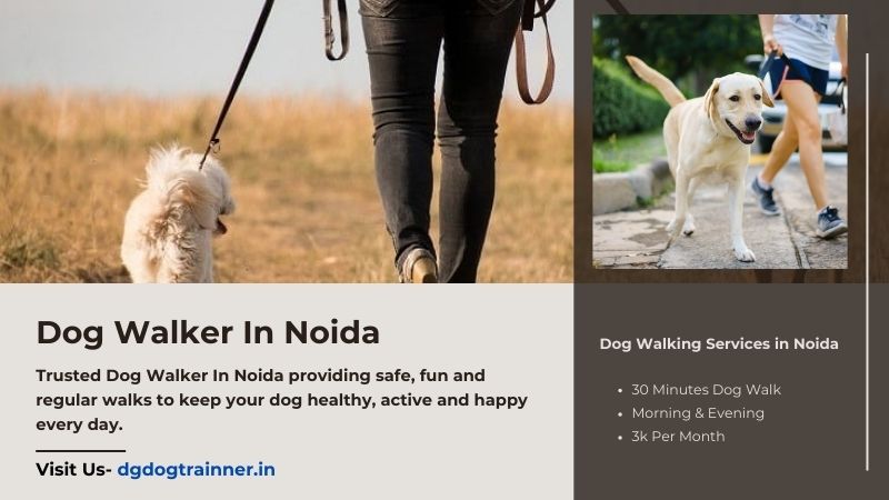 Dog Walker In Noida