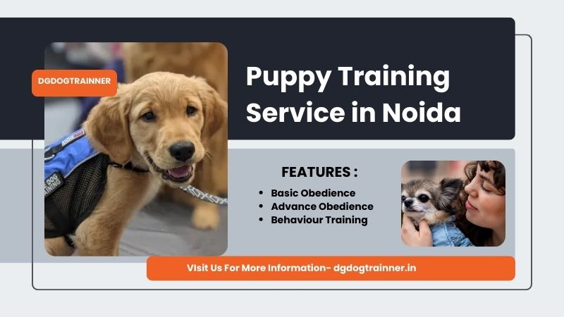 Puppy Training Service in Noida