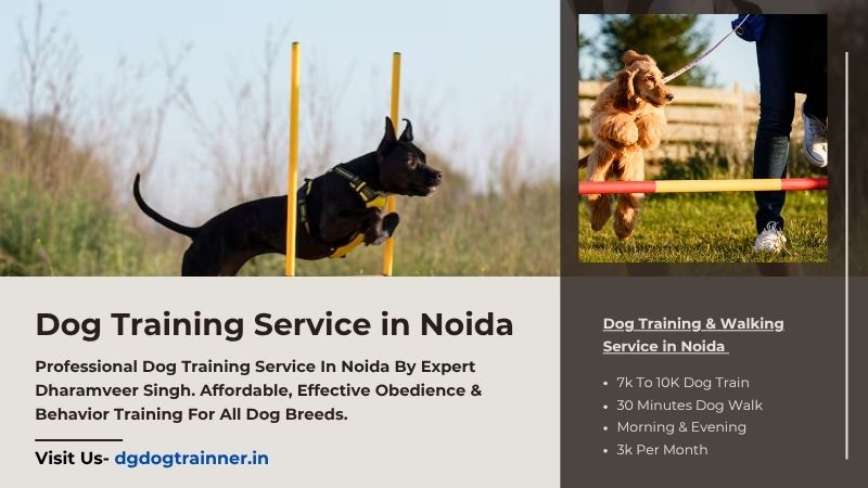 Dog Training Noida