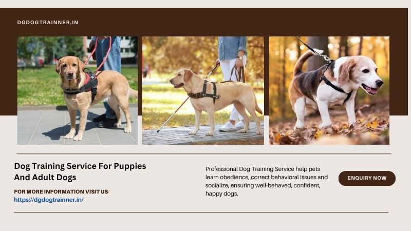 Dog Training Service For Puppies And Adult Dogs