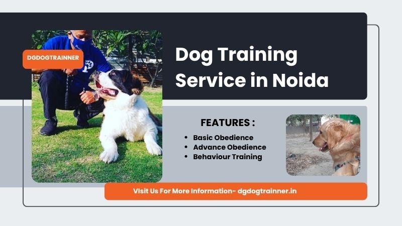 Dog Training Service in Noida