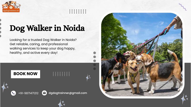 Dog Walker in Noida