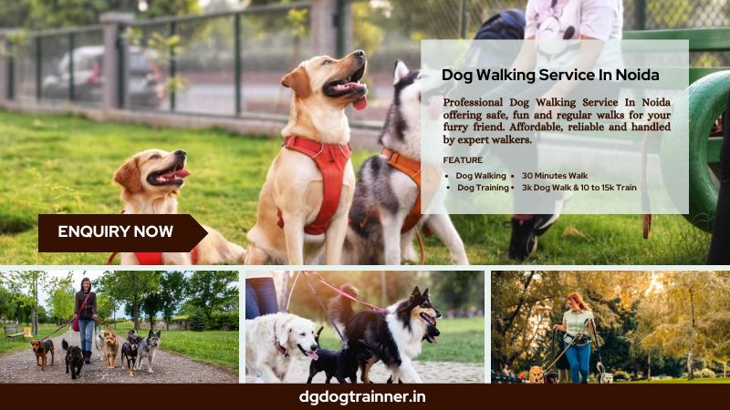 Dog Walking Service In Noida