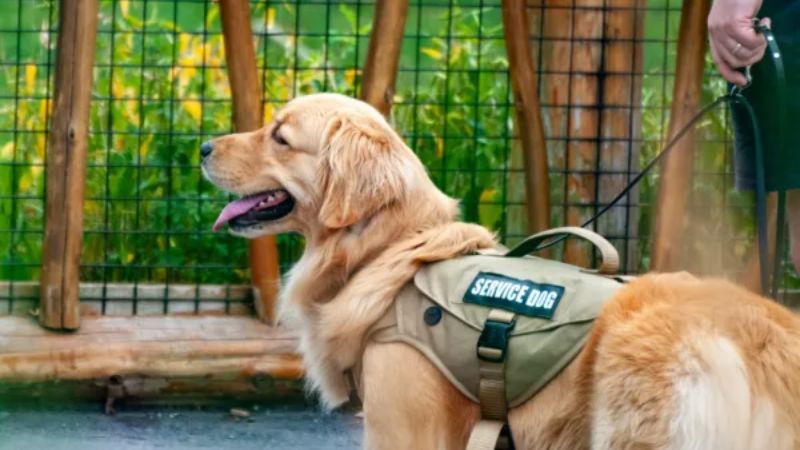 Puppy Training Service