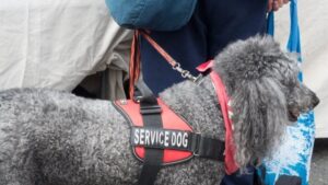 Puppy Training Service in Noida