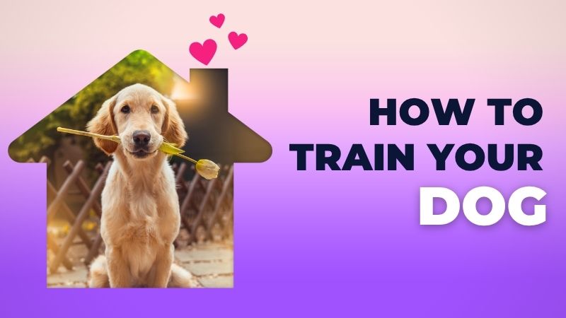 What Is The Cost Of Your Dog Training Services ?
