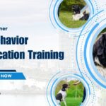 Dog Behavior Modification Training