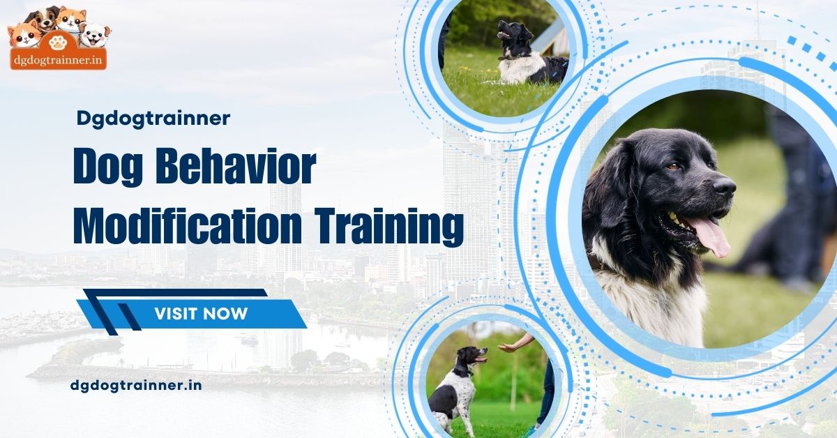 Dog Behavior Modification Training For A Peaceful Home