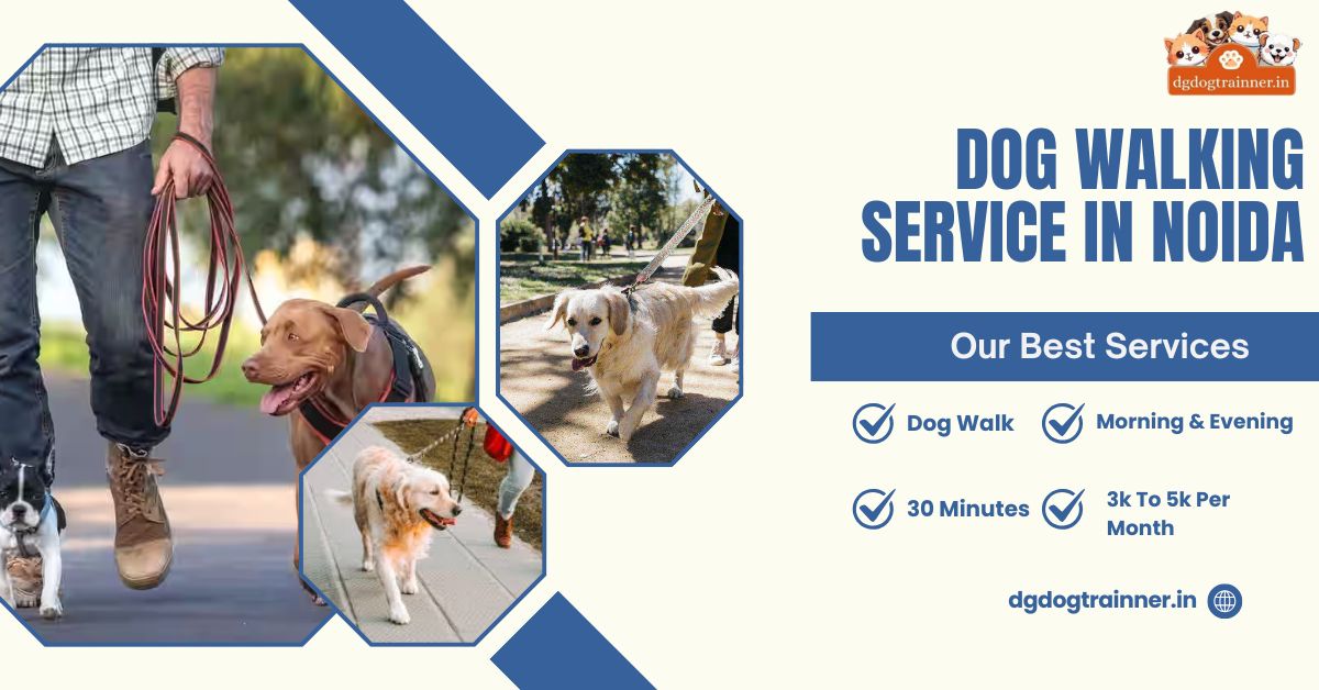 Best Dog Walking Service in Noida for Busy Owners