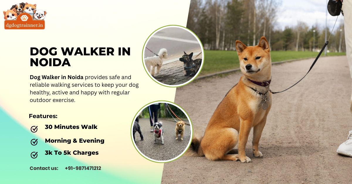 Dog Walker in Noida